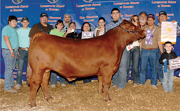 Reserve Grand Champ Steer $15,000 prize winning steer at the RGV Livestock Show