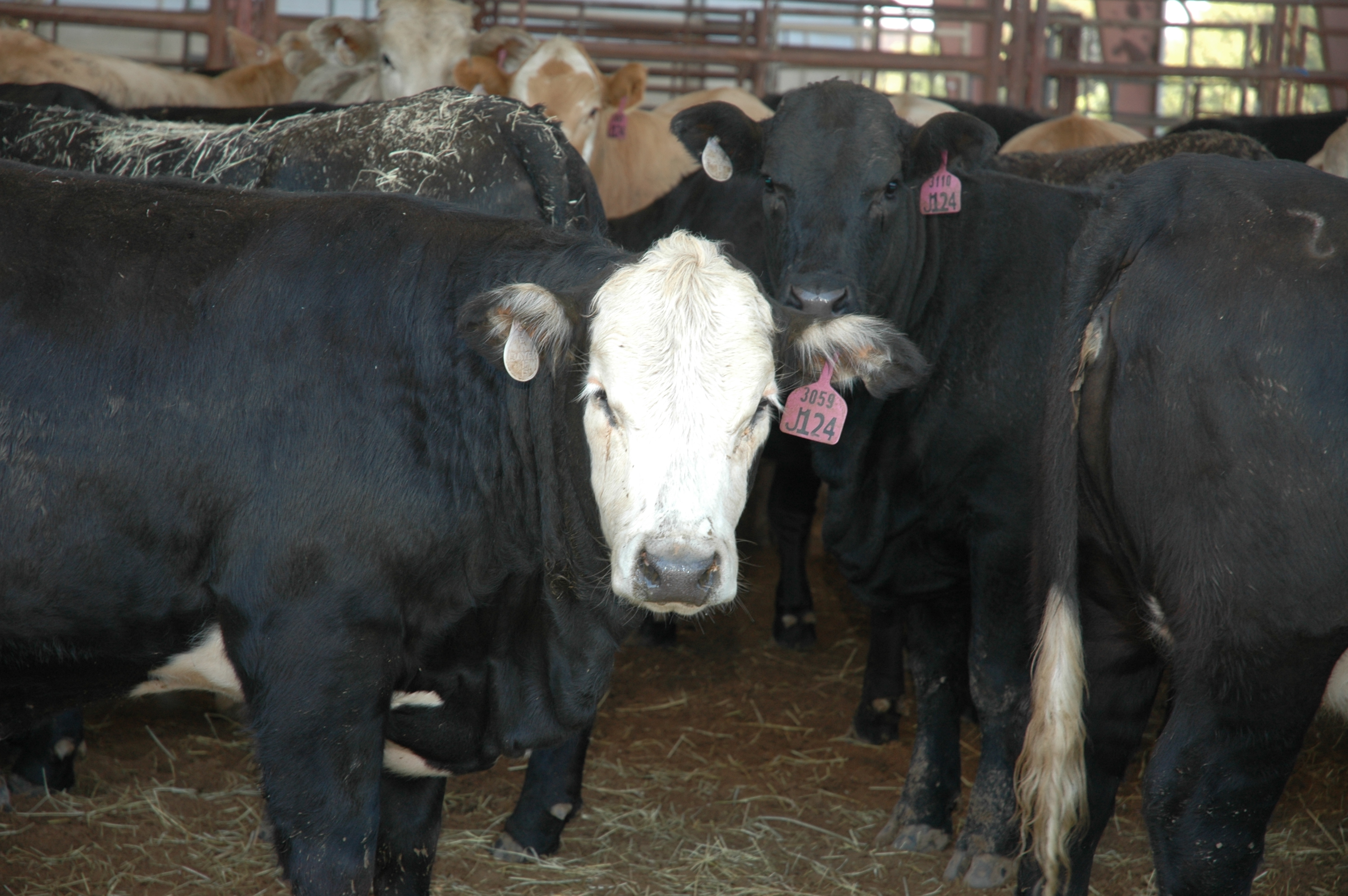 As prices for calves continue to reach historic levels, beef cattle producers could see increased revenue by implementing cost-effective calf management practices, according to Texas A&M AgriLife Extension Service economists. (Texas A&M AgriLife Extension Service photo by Blair Fannin)
