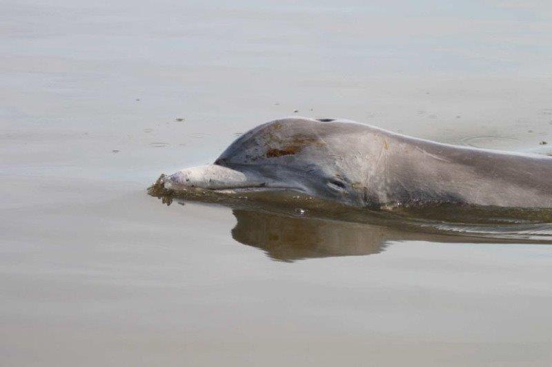 Four years after the Gulf oil disaster, dolphins and sea turtles are still dying in high numbers in areas affected by the oil. Photo credit: Mandy Tumlin, Louisiana Department of Wildlife and Fisheries.