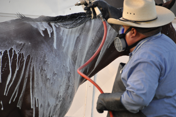 Texas Animal Health Commission (TAHC) officials sprayed horses and livestock this past week in an effort to minimize the potential for the spread of fever ticks in Cameron County. Photo: TAHC