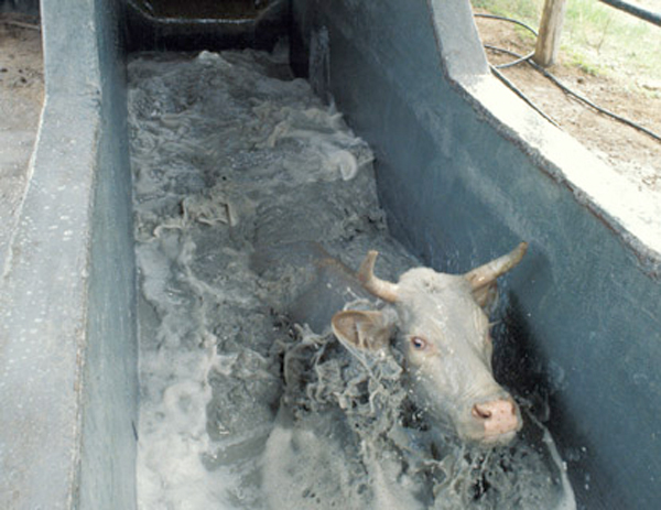Cattle are run through a dip to rid them of dangerous ticks