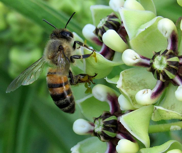 The Botanical Research Institute of Texas has released a plant identification app for the Fort Worth Prairie Region called “Flora of Texas.” Photo: LevyRat/Wikimedia Commons.