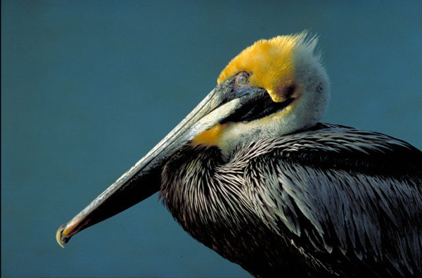 Pelicans and many other species suffered in the 2005 BP oil spill. BP announced an $18.7 billion settlement Thursday. Texas’ share would be $788 million. Photo: U.S. Dept. of the Interior.