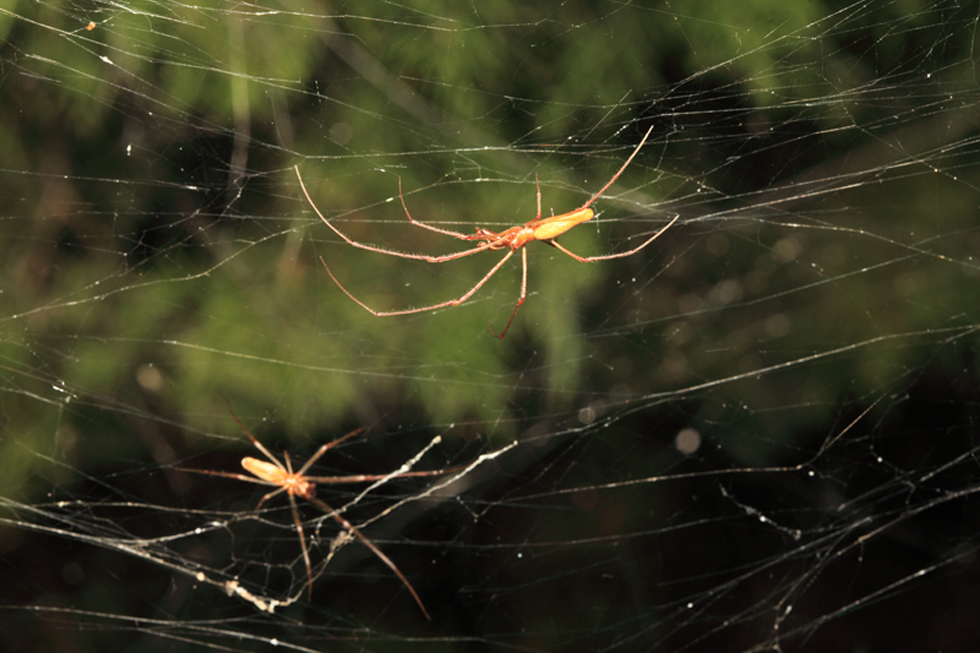 While the specific identity of the massive web-building spiders is as yet unknown, they are likely a long-jawed spider of the family Tetragnathidae. Photo: Mike Merchant/Texas A&M AgriLife Extension Service