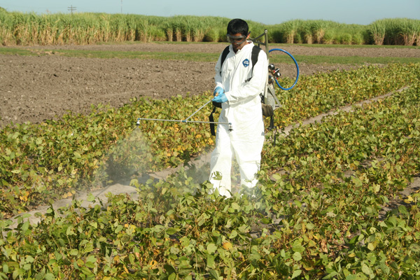 Dr. Suhas Vyavhare, began working on the problem of redbanded stink bugs in Texas soybeans while still a graduate student. He earned his advanced degree from his studies at the Texas A&M AgriLife Research and Extension Center in Beaumont. Photo: Dr. Mo Way/Texas A&M AgriLife Research and Extension Center-Beaumont