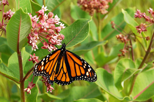 Fort Worth community organizations, volunteers and environmentalists are launching a pilot project to help pollinators essential to the nation’s food supply. Photo: Cmackenz/iStockphoto