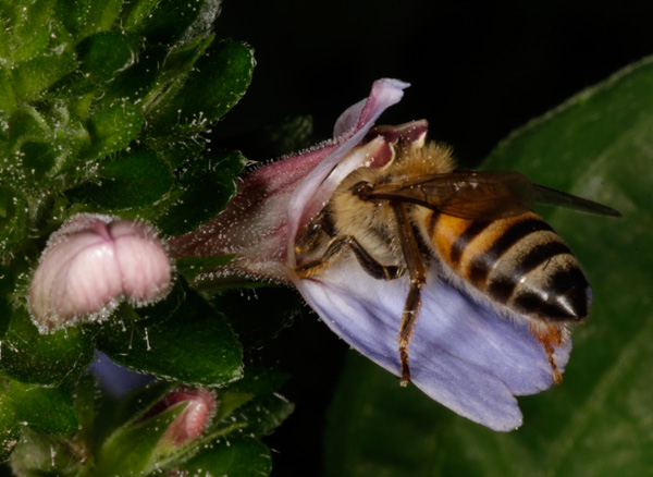 Wild bee populations are on the decline in many of the country’s most important farmlands. Photo: Derek Keats/Wikimedia Commons