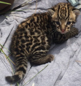 3-week-old-male-kitten-found-at-den-site-being-checked-by-biologists
