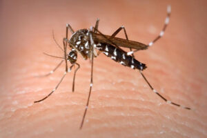 Aedes Aegypti mosquito transmits Zika virus. 
